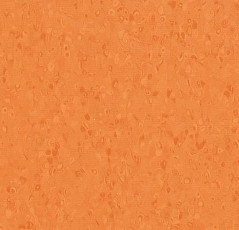 Линолеум Forbo Sphera Element 50057 tangerine фото 1 | FLOORDEALER